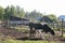 The cow feeds the calf milk from the udder - rural scene