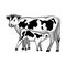 Cow feeds calf. Vector illustration.