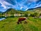 A cow feeds on natural grass in an open pasture next to Lake Gosauseen also known as Lake Gosau in Austria