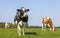 Cow in a field, black and white dreamy looking, blue sky, more cows in the background, horizon over land