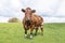 Cow in the field, brown and white, tough and muscles, standing in front on a green meadow fully in focus, blue sky, green grass