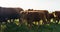 Cow field, farm and cattle walking in countryside, environment or outdoor natural landscape. Dairy farming, agriculture