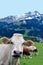 Cow on field looking at camera. Beautiful Austrian Alps on background.