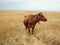 Cow in the field nature mammal landscape agriculture