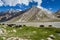 Cow field with snow mountain Himalaya background