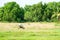 cow find young green grass to eating in dry grass area in field