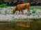 Cow in Fiora Valley, Italy