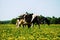 Cow on flower meadow.