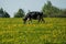 Cow on flower meadow.