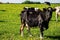 Cow on flower meadow.