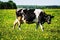 Cow on flower meadow.