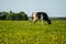 Cow on flower meadow.