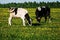 Cow on flower meadow.