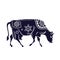 Cow with a flower pattern. Vector image. Horned cattle