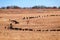 Cow following one another walking single file in a circle like a bunch of ants in a winter field