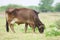 A cow foraging in a pasture