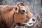 Cow in a forest, Basque Country (Spain)