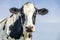 Cow friendly, portrait of a calm bovine, look, pink nose, medium shot of a black-and-white cow in front