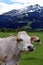 Cow with fringe on field looking at camera. Beautiful mountain landscape Austrian Alps on background.