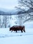 The cow genre Polish Red walking in the snow. Owl Mountains. Poland