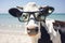 A cow with glasses on the beach basks in the summer sun on the beach. Animal on warm sand surrounded