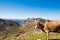 Cow on the GR20, Corsica