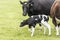 Cow on grassland, New Zealand