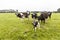 Cow on grassland, New Zealand