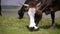 Cow graze in a green meadow high in the mountains Close up Slow motion