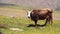 Cow graze in a green meadow high in the mountains Slow motion
