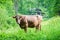 Cow graze on a mountain meadow