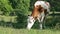 Cow Grazed in the Meadow A cow peacefully grazing on a meadow and eating grass