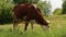 Cow Grazed in the Meadow A cow peacefully grazing on a meadow and eating grass