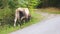 A cow grazes along the road in summer in the countryside