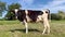 A cow grazes in the field. A cow is looking at the camera and chewing grass. Organic farming. Video portrait of a