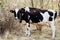 The cow grazes in the fresh air. A black and white cow stands in the forest.