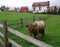 The cow grazes on the grassland at the in mountain husbandry farm