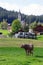 A cow grazes in a green meadow. Early morning in Austria. Traditional Austrian landscape: mountains, cozy houses and green lawns.