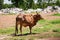 Cow Grazes On Landfill