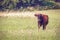 A cow grazes in the meadow