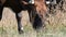 A cow grazes in meadow in the deep autumn.