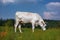 Cow grazes in a meadow and eats grass, animal and pet, illustration. Generative AI