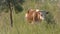 a cow grazes in a meadow midges