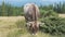 A cow that grazes in a meadow in the mountains. Brown cow close-up. Agriculture and Cattle Breeding