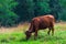 A cow grazes on a meadow in the Tatra mountains