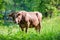 Cow grazes on a mountain meadow