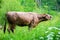 Cow grazes on a mountain meadow