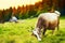 Cow grazes in the mountains on a green meadow. In the background is an old wooden barn and other cows. Beautiful fresh mountain la