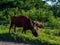 A cow grazes on the outskirts of the city. Cows are walking along the road. No shepherd