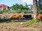 A cow grazes on the outskirts of the city. Cows are walking along the road. No shepherd